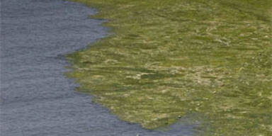 Algenteppich breitet sich bis nach Süditalien aus