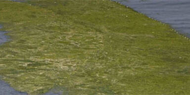 Algenteppich breitet sich bis nach Süditalien aus
