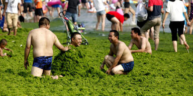 Algenpest an Chinas Str&auml;nden