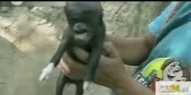 Wirbel um "Schweine-Alien" in Guatemala