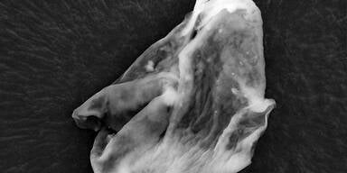 Foto-Beweis: Leben im All entdeckt