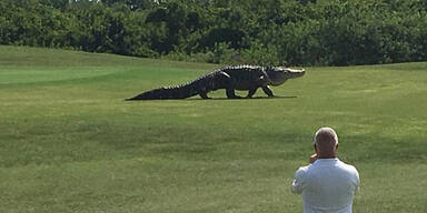 Monster-Alligator schockt Golfer