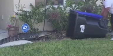 Alligator und Mülltonne