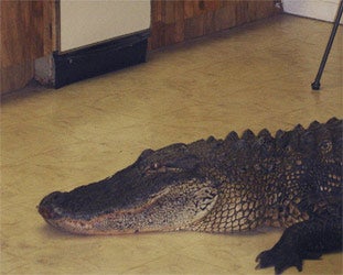 alligator_neu