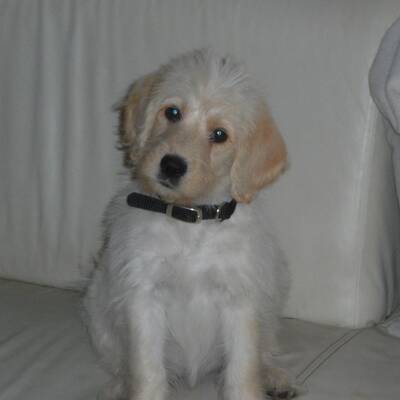 Hundewahl - Lennox, 14 Moante