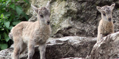 Zoo Salzburg: Freude über Alpensteinbock-Babys