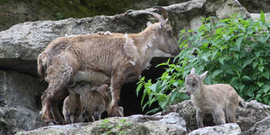 Zoo Salzburg: Freude über Alpensteinbock-Babys