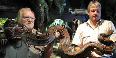 Boa Amanda nun in Salzburg zu Hause