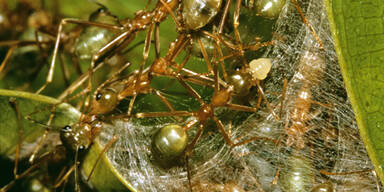 Gr&uuml;ne Baumameise Ameise