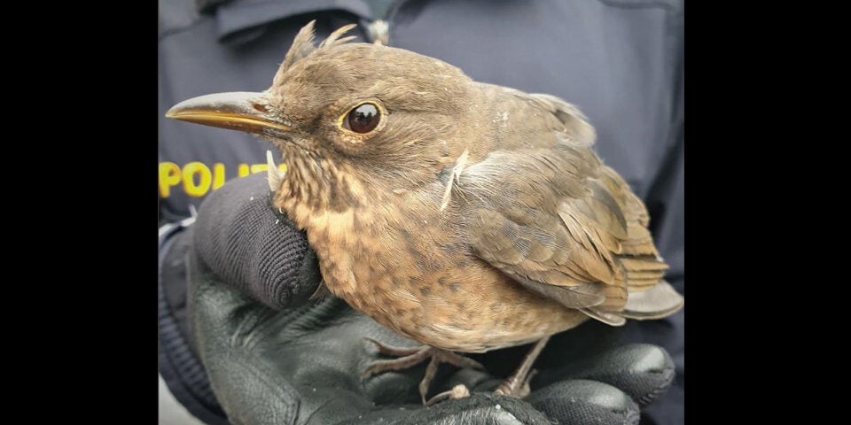 Wiener Polizei rettet Amsel vor Raben-Angriff