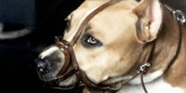 amstaff