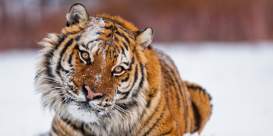 amur tiger