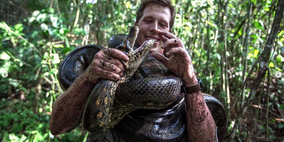 Nördliche Grüne Anakonda