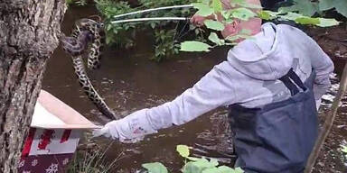 Anakonda aus Bach gefischt