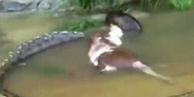 &Uuml;berfressen: Anakonda speit ganze Kuh aus