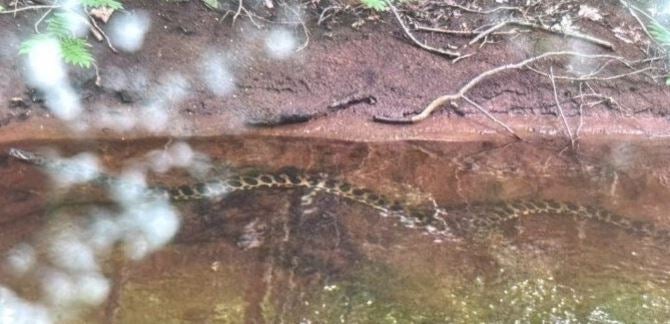 Anakonda aus Bach gefischt