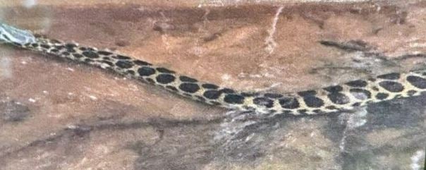 Anakonda aus Bach gefischt