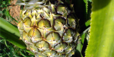 ananas