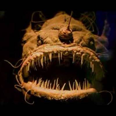 Diese Asseln krabbeln am Meeresboden