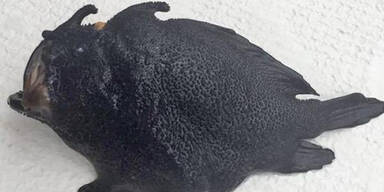 Irre: Fisch mit Beinen entdeckt