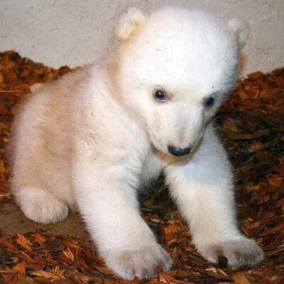 So süß ist Knuts Schwester Anori