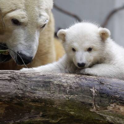 So süß ist Knuts Schwester Anori