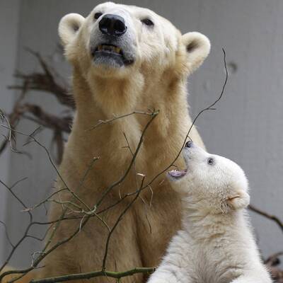 So süß ist Knuts Schwester Anori