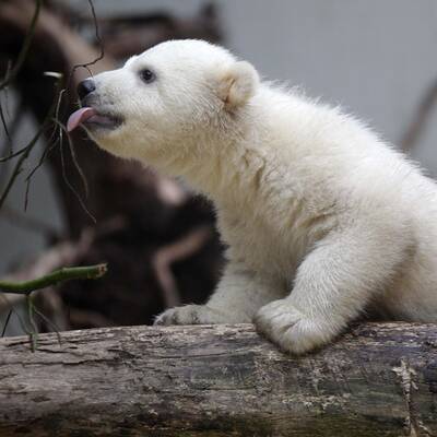 So süß ist Knuts Schwester Anori
