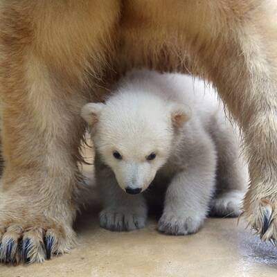 So süß ist Knuts Schwester Anori