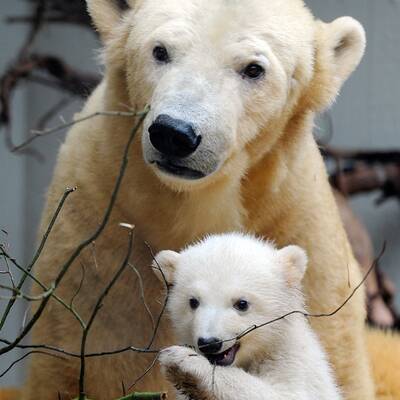So süß ist Knuts Schwester Anori