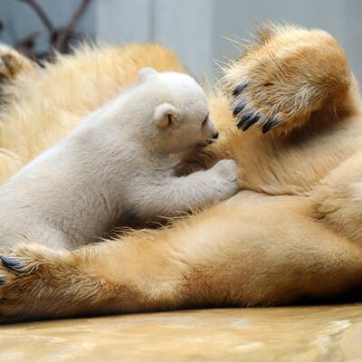 So süß ist Knuts Schwester Anori
