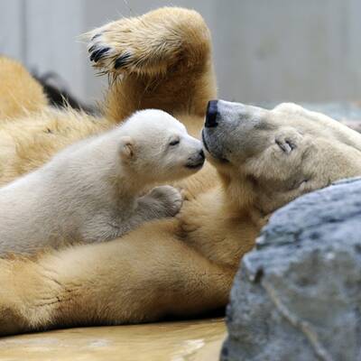 So süß ist Knuts Schwester Anori