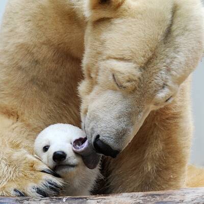 So süß ist Knuts Schwester Anori