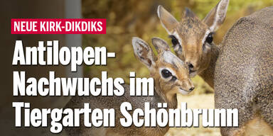 Antilopen-Nachwuchs im Tiergarten Schönbrunn