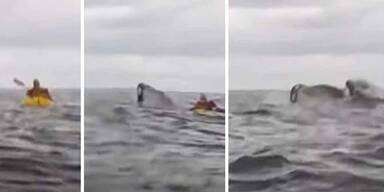 Kajakfahrer von Buckelwal verschluckt