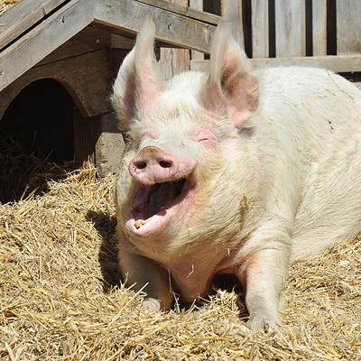 Aufhauser: Mega-Party zum 60er