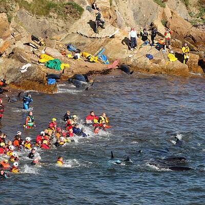 Helfer versuchen die Wale wieder ins Meer zurückzuschieben