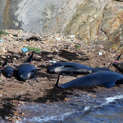 Helfer versuchen die Wale wieder ins Meer zurückzuschieben