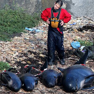 Helfer versuchen die Wale wieder ins Meer zurückzuschieben