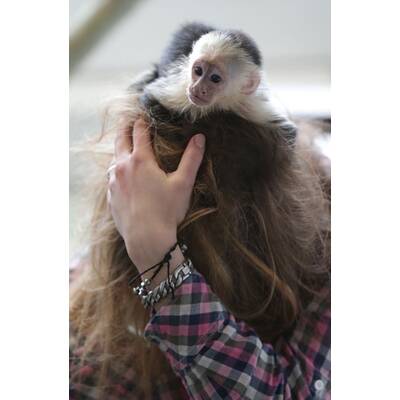 Justin Biebers Affe Mally in der Quarantänestation