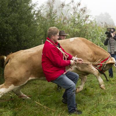 Die Kuh ließ sich nur schwer einfangen - sie wehrte sich