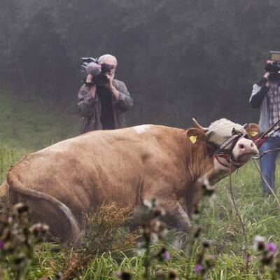 Die Kuh ließ sich nur schwer einfangen - sie wehrte sich