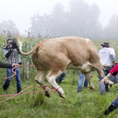 Die Kuh ließ sich nur schwer einfangen - sie wehrte sich
