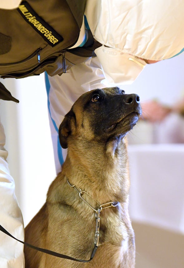 corona hund bundesheerhunde können  corona erschnüffeln