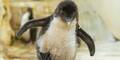 Pinguin-Küken Zoo Schönbrunn