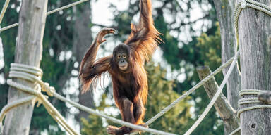 Sch&ouml;nbrunner Tiere genie&szlig;en erste Sonnenstrahlen im Fr&uuml;hling