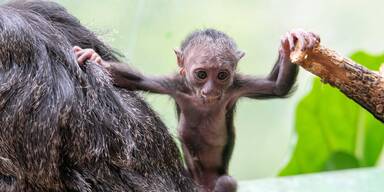 Nach Abstimmung: So heißt Babyaffe im Haus des Meeres