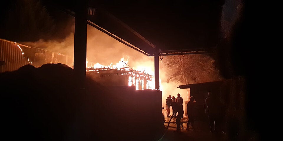 Neun Ponys und ein Pferd sterben bei Stall-Brand