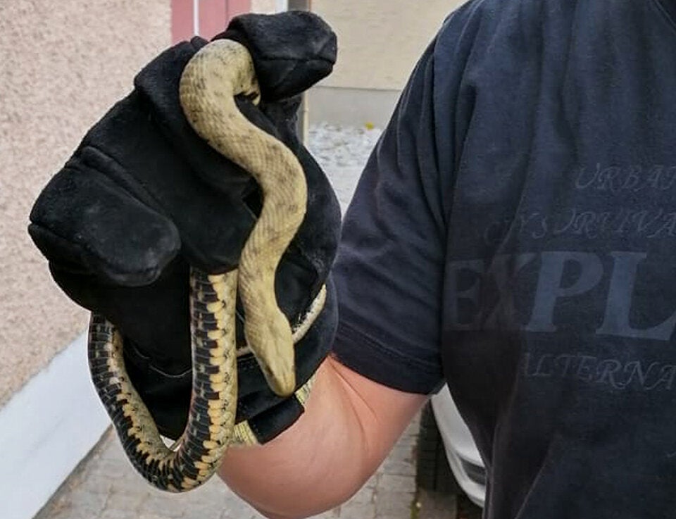 Autofahrer entdeckt auf Raststation Schlange im Motorraum