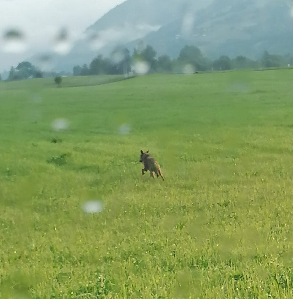 Wolf im Pinzgau gesichtet